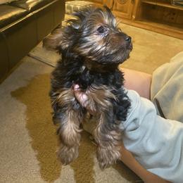 Yorkshire Terrier Puppies from Cutest AKC AZ Yorkies