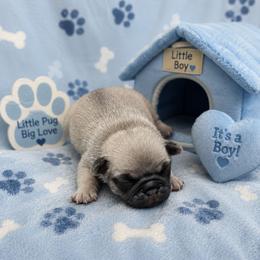 Fawn Boy - Fawn male Pug puppy in Tulsa, Oklahoma from Locust Creek Pugs & Japanese Chin's
