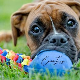 Boxer Puppies from Arktis Boxers