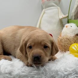 Red - Yellow female Labrador Retriever puppy in Heath Springs, South Carolina from Rich Hill Retrievers