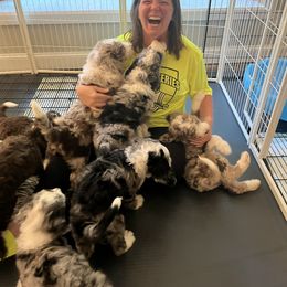 Bernedoodle Puppies from Lovey Dovey Bernedoodles