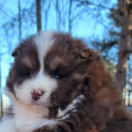 Chocolate and white male - Chocolate male Pomsky puppy in Gladstone, Virginia from Rustic Charms Miniature Huskys