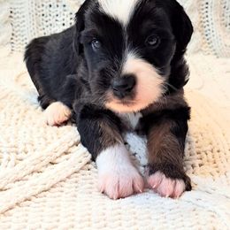 Boy 3 - male Miniature Australian Shepherd puppy in Moscow, Idaho from Panhandle Australian Shepherds