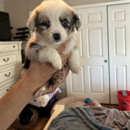 Sapphire - Blue merle female Australian Shepherd puppy in Oroville, California from Puppy Love Ranch Mini Aussies