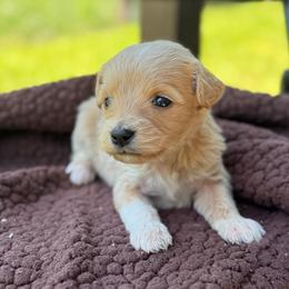 Cotton Candy - Apricot female Goldendoodle puppy in Wharton, Texas from Little Fur Friends
