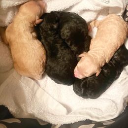 Goldendoodle and Poodle Puppies from Winchester Hills Poodles and Doodles