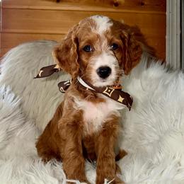 Tornado - Red  male Goldendoodle puppy in Beecher, Illinois from Erica’s Doodles
