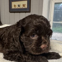 Bill - Brown male Cocker Spaniel puppy in Phil Campbell, Alabama from Sandra Clark's Cocker Spaniels