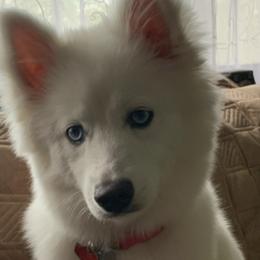 Pomskies from Blue Sky Heaven Pomskies