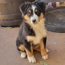 Alto - Black tri-color male Australian Shepherd puppy in Tijeras, New Mexico from Dovehawk Australian Shepherds