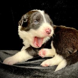 Black Boy 2 - Black and white male Border Collie puppy in Powell Butte, Oregon from Cascades Border Collies