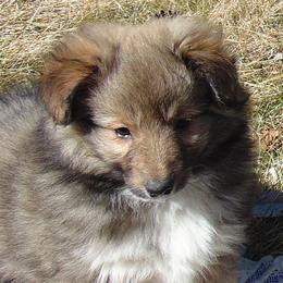 Sawyer - Sable and white male Shetland Sheepdog puppy in Martinsburg, West Virginia from Elaraia Shetland Sheepdogs