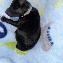Hades - Black male Poodle puppy in Bakersfield, California from Pedigree Poodles