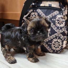 Shih Tzu Puppies from Chimera Shih Tzu