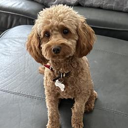 Foxy - Goldendoodle