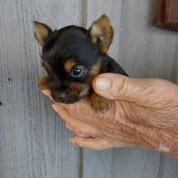 Tiny Girl - Black and gold female Yorkshire Terrier puppy in Jamestown, Tennessee from Green Ridge