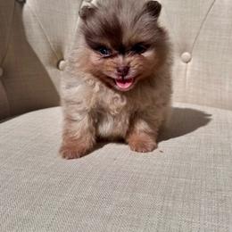 Milano - Chocolate merle male Pomeranian puppy in Canandaigua, New York from Fingerlakes Pomeranians
