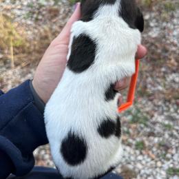 Boy 2 - Beatrice litter - Black brown and white male Basset Hound puppy in Noblesville, Indiana from Russell Bassets