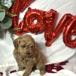 Macy - Apricot female Goldendoodle puppy in Mantachie, Mississippi from North MS Doodles Boutique