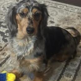 Dachshund puppies from Ashton’s Doxies of Southern IL