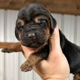 Denver - Black and tan female Bloodhound puppy in Marvell, Arkansas from Hat Creek Kennel