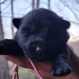 Pink Collar - Ava - Black female German Shepherd puppy in Augusta, West Virginia from Cricket Hollow Canines