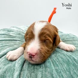 Yoshi - Red  male Goldendoodle puppy in Sunman, Indiana from Brunsman Country Doodles LLC