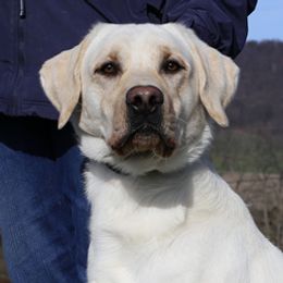 Labrador Retriever All Grown Up from Larke Lab Kennels