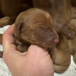 Boy 1 - Golden rust male Vizsla puppy in Windsor, Maine from Pleasant Ridge