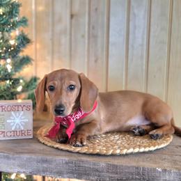 AKC Meet Gibson :) - Red male Dachshund puppy in Centerville, Iowa from Barnyard Dachshunds, Dals & Doodles