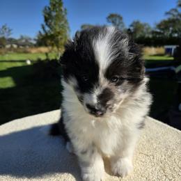 Ice - Blue merle and white male Shetland Sheepdog puppy in La Porte City, Iowa from Kyrie Shetland Sheepdogs