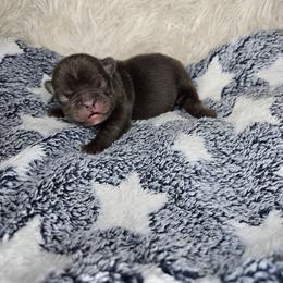 Sunny - Blue male French Bulldog puppy in Lubbock, Texas from West Texas Dachshunds LLC