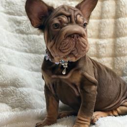 Lyanna - Liver female French Bulldog puppy in Plano, Illinois from Velvet Fluffy Pups