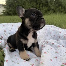Simby - Black and tan male French Bulldog puppy in Phoenix, Arizona from Little Loaf Frenchie