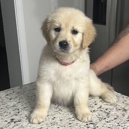 Light Pink - Light golden Golden Retriever puppy in Stedman, North Carolina from Wise-Taylor Goldens