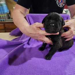 Girl 4 - Black brindle female Cane Corso puppy in Winchester, Virginia from Paladin's Cane Corsos