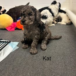 Bernedoodle and Cockapoo Puppies from Doodles of Joy