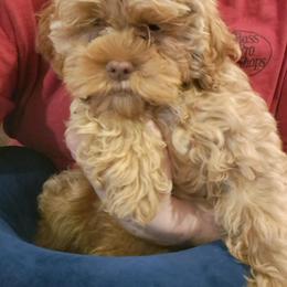 Aussiedoodle and Cockapoo Puppies from Ouachita River Cockapoos