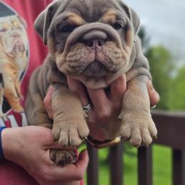 Bulldog, Doberman Pinscher, and French Bulldog Puppies from Snapp Valley Bulldogs