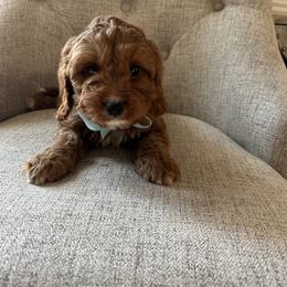Justin - Red male Cavapoo puppy in Mint Hill, North Carolina from DoodleForever