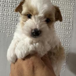 Scarlet - Chocolate tan and white female Biewer Terrier puppy in Bunnell, Florida from Royal Biewer and Royal Aussies