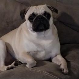 Porkchop - Pug