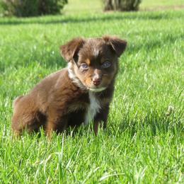 Ruby - Red tri female Miniature Australian Shepherd puppy in Osceola Mills, Pennsylvania from Grace River Aussies