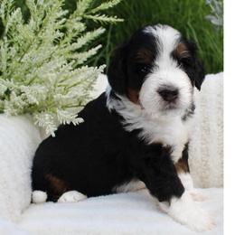 Leo - Tri-color male Bernedoodle puppy in Perrysville, Ohio from Pleasant Valley Bernedoodles