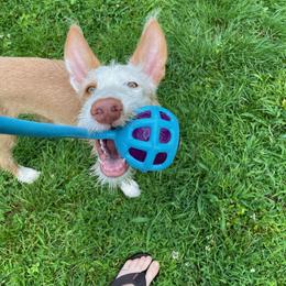Ibizan Hound Puppies from Altamira Wire Ibizan Hounds