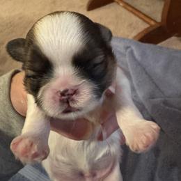 Shih Tzu puppies from Niepoetter Shih Tzus