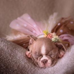 Boston Terrier Puppies from Our Gang Bostons