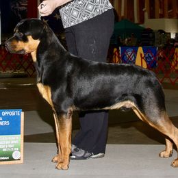Bomber - Rottweiler