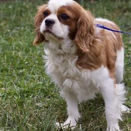 Annalyssa - Cavalier King Charles Spaniel