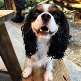 Zin - Cavalier King Charles Spaniel